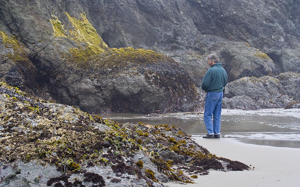 Looking for Sea Stars