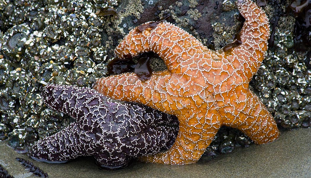 Purple and Orange Sea Stars