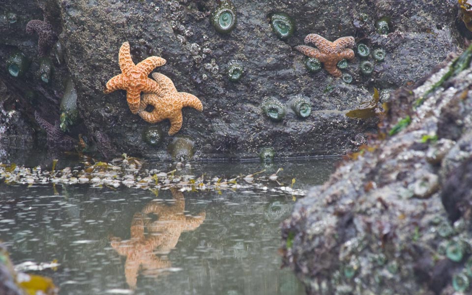 Sea Stars and Anemones