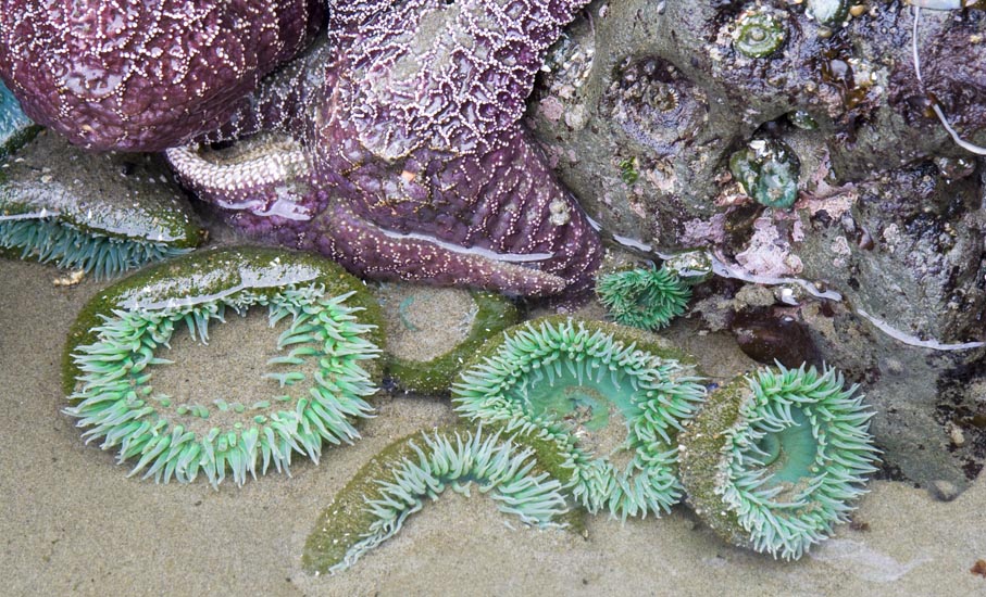 Large Green Sea Anemones