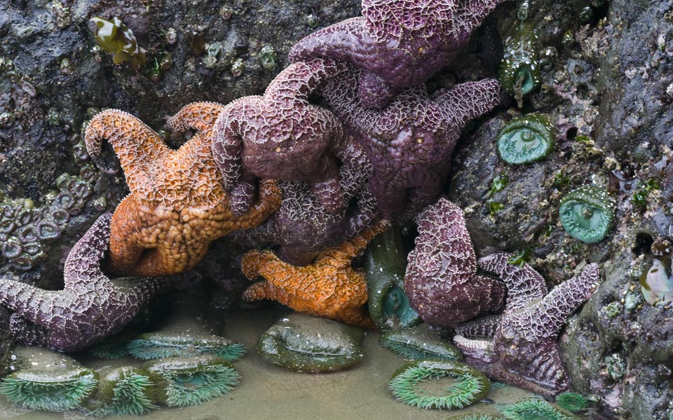 More Sea Stars and Anemones