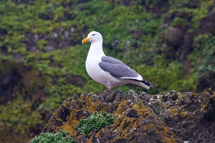 Seagull Watching Overhead