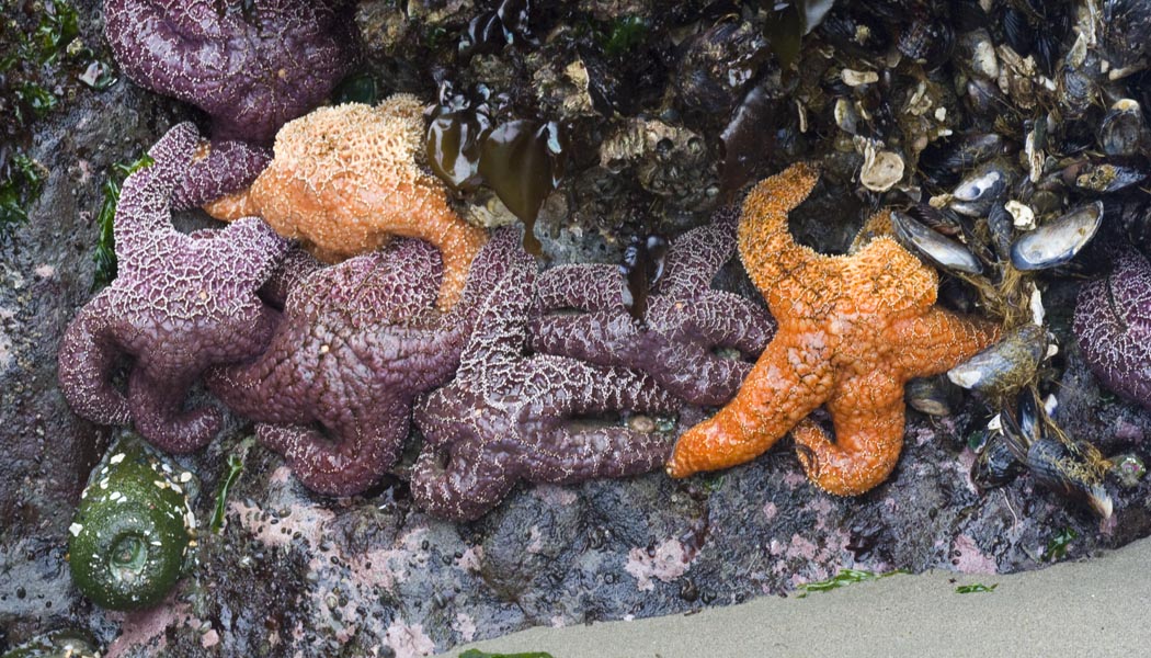 Crowds of Sea Stars
