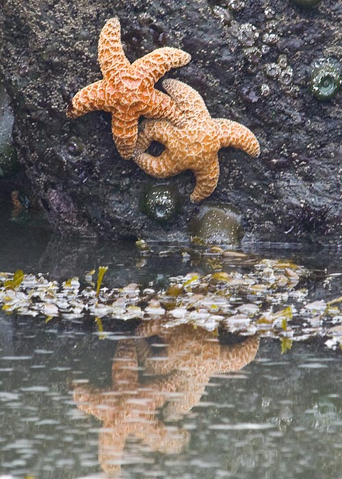 Starfish Reflection
