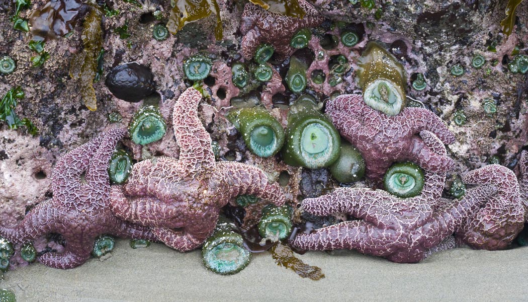 Purple Sea Stars and Green Anemones