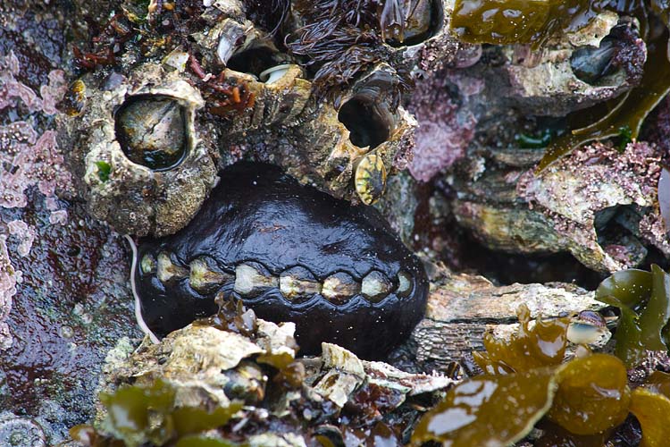 Hiding Between the Barnacles