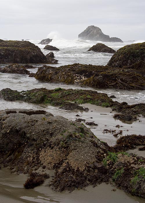 Wild Seas