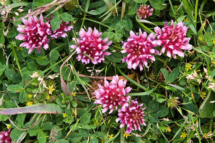 Pink Clover