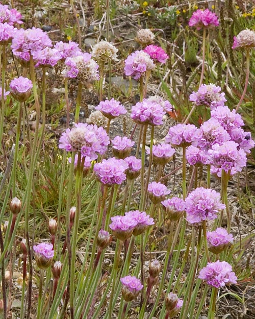 Pink Wildflowers