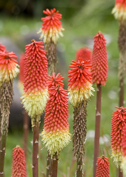 A Closer Look at the Flowers