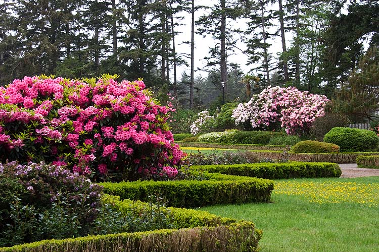 Manicured Lawns, Hedges, and Rhododendrons
