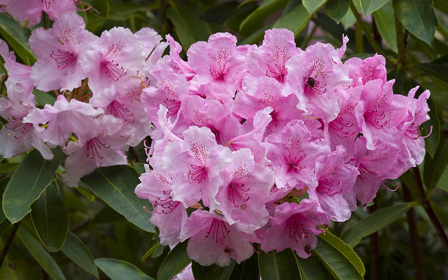 Pink Rhododendrons