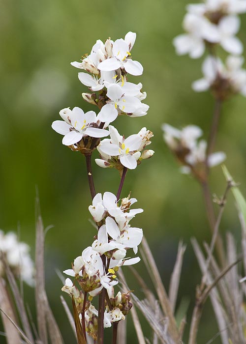 White Flowers