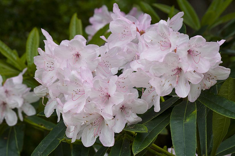 Pale Pink Rhododendrons