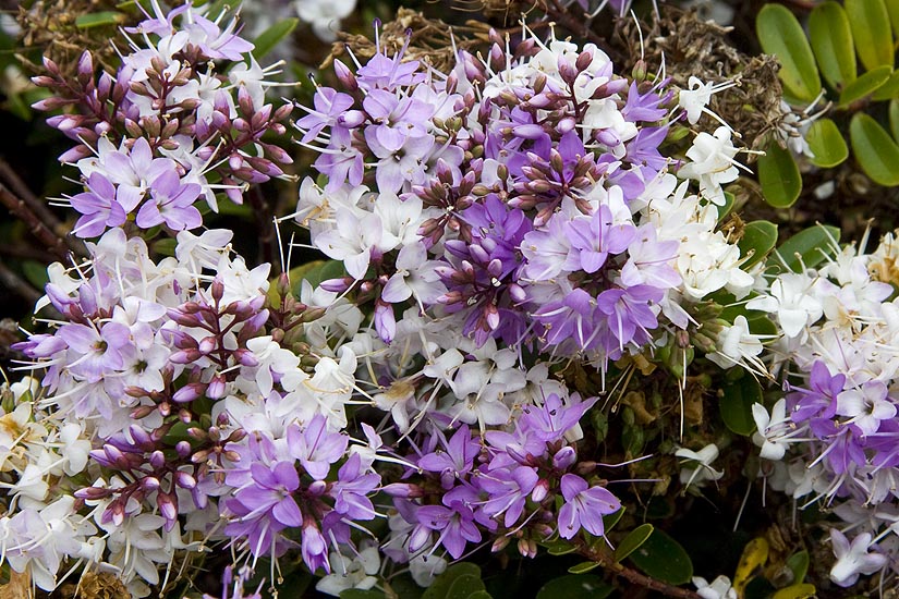 Purple Flowers