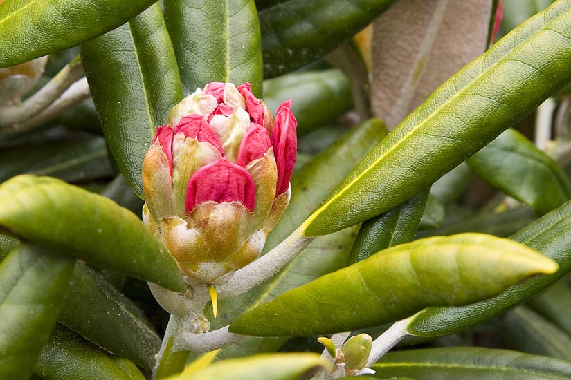 Rhododendron Bud