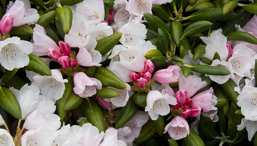 Pink and White Rhododendrons