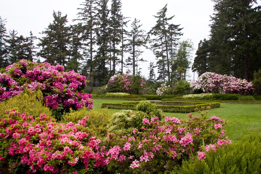 Azaleas and Rhododendrons