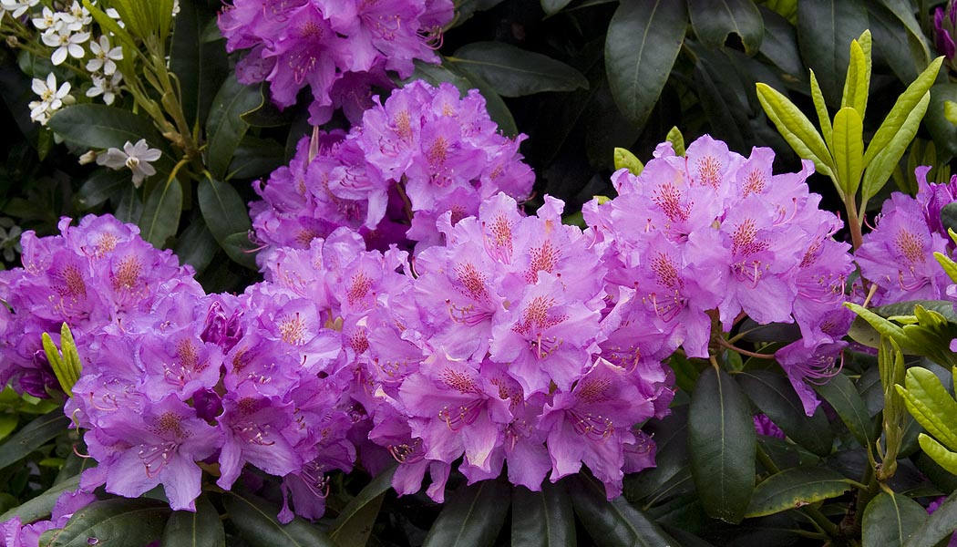 Pink Rhododendrons