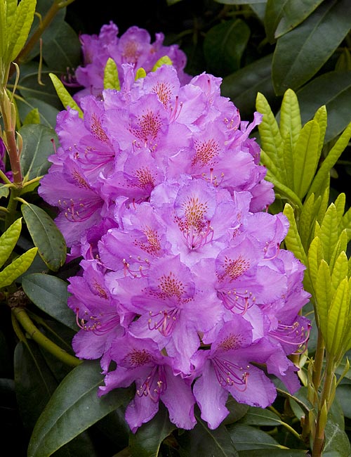 More Pink Rhododendrons