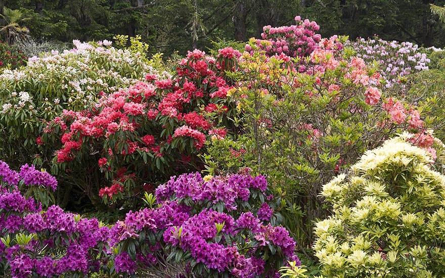 Rhododendrons and Azaleas