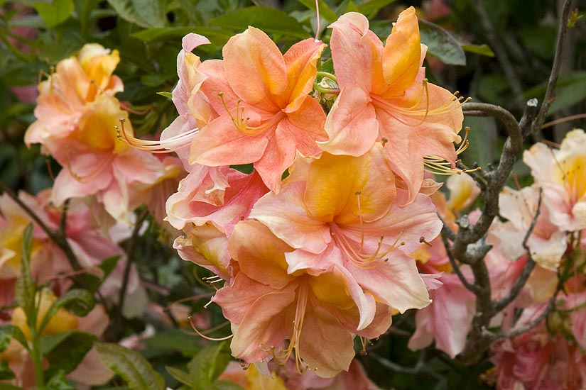 Orange Azaleas