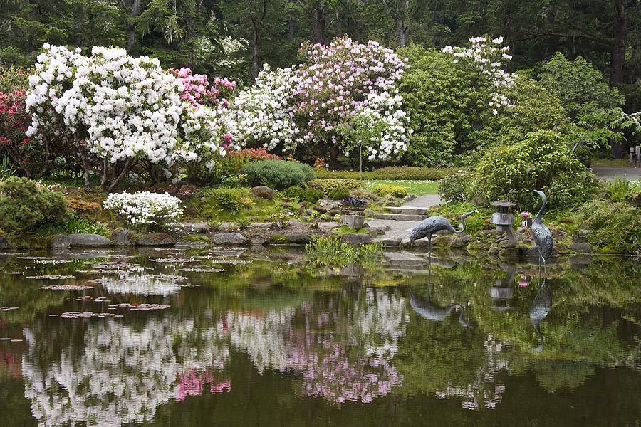 Cranes and Rhododendron Reflections