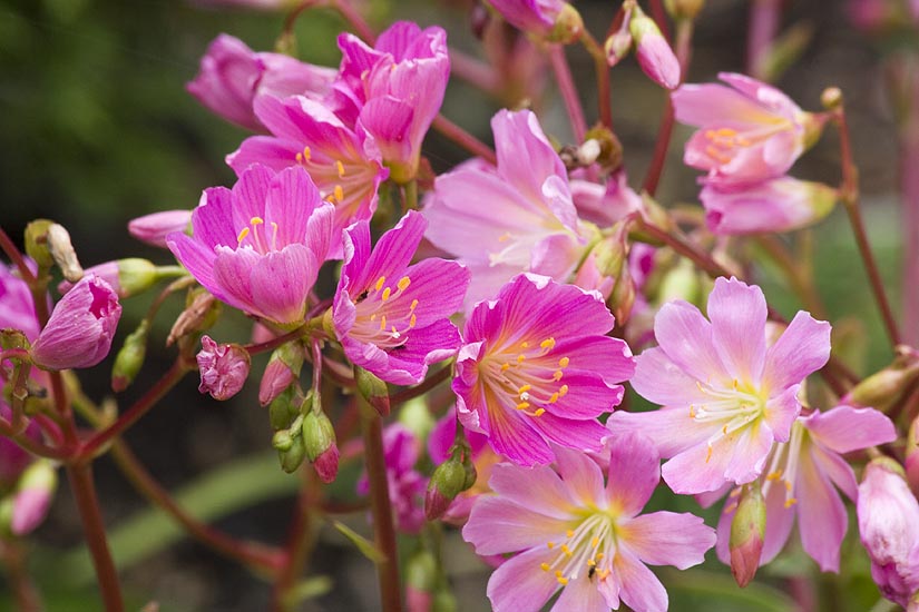 Primroses