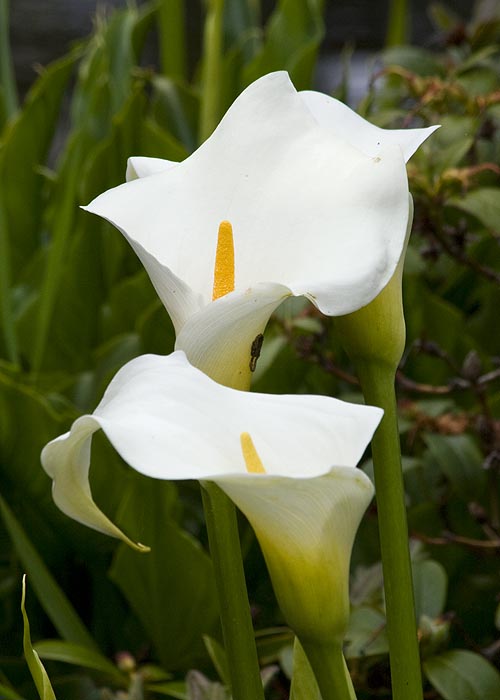 Calla Lilies