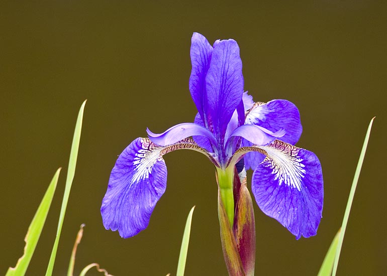Single Blue Flag