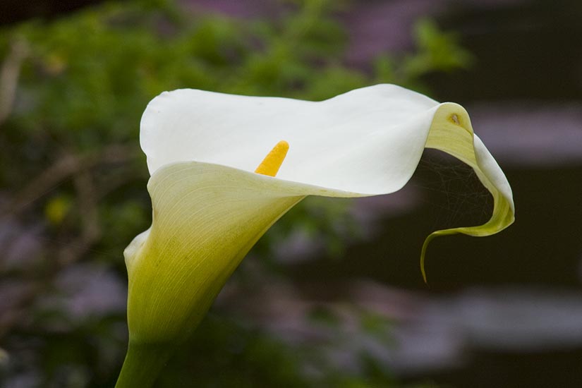 Single Calla Lily
