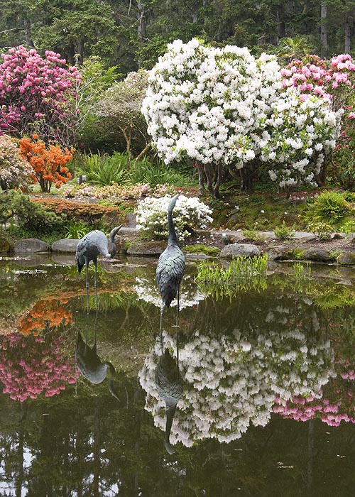Cranes  
