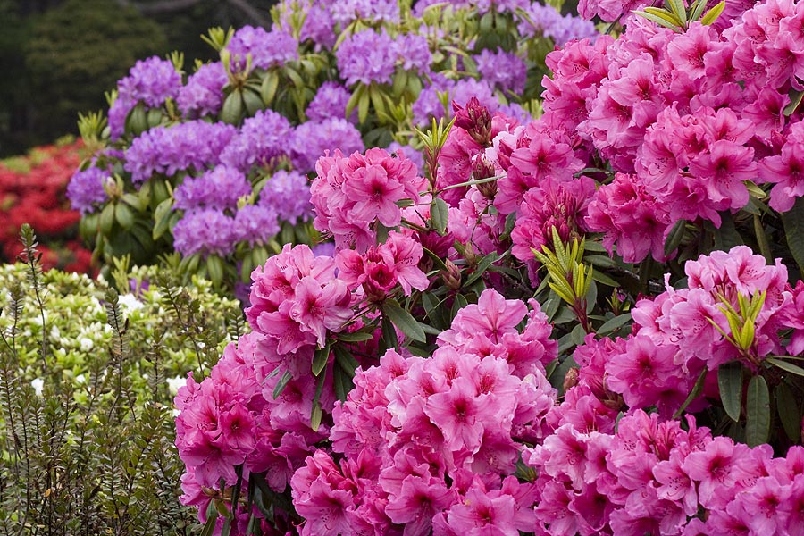 More Rhododendrons