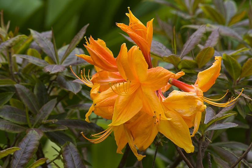 Orange Azaleas