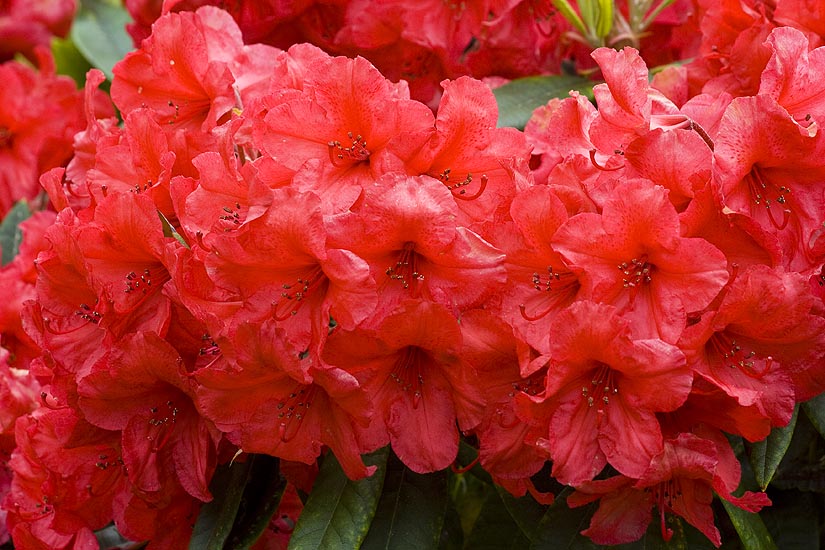 Bright Red  Rhododendrons