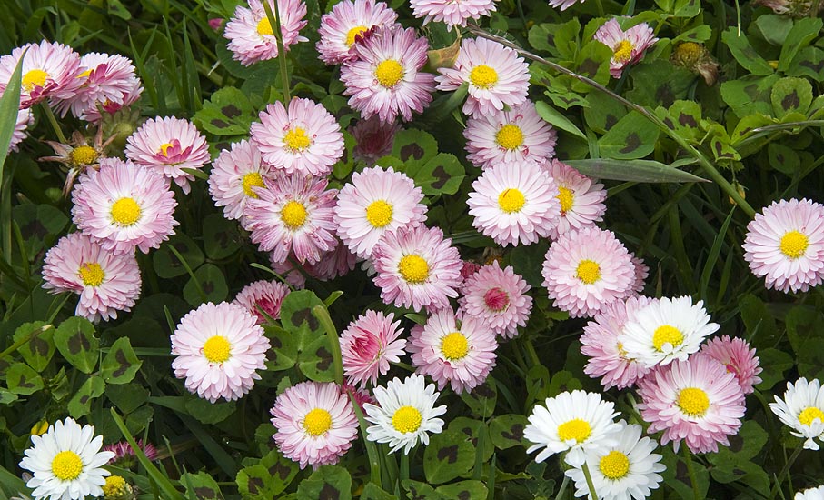 Little Pink Wildflowers
