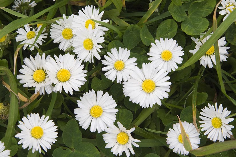 White Daisy-like Wildflowers