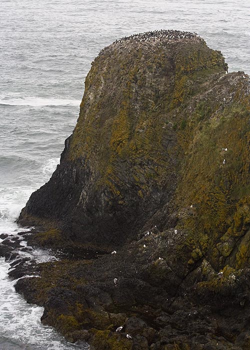 Bird Rock