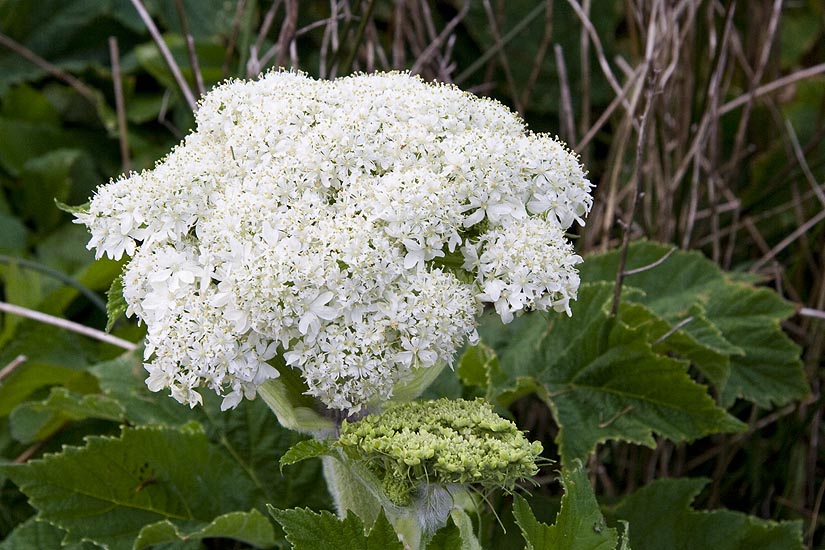 Cow Parsnip