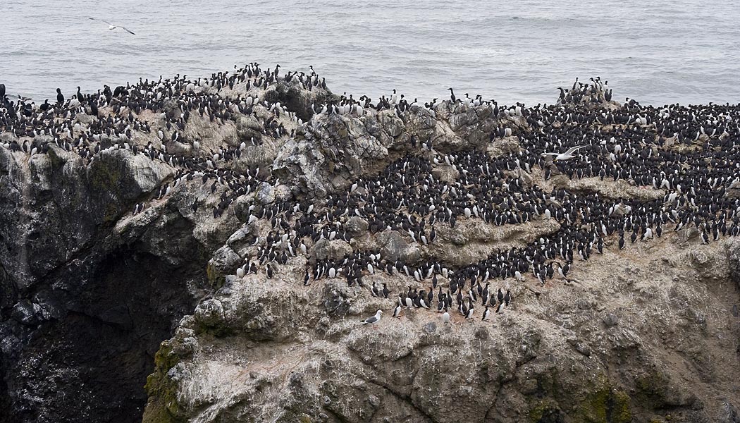 Murres Everywhere