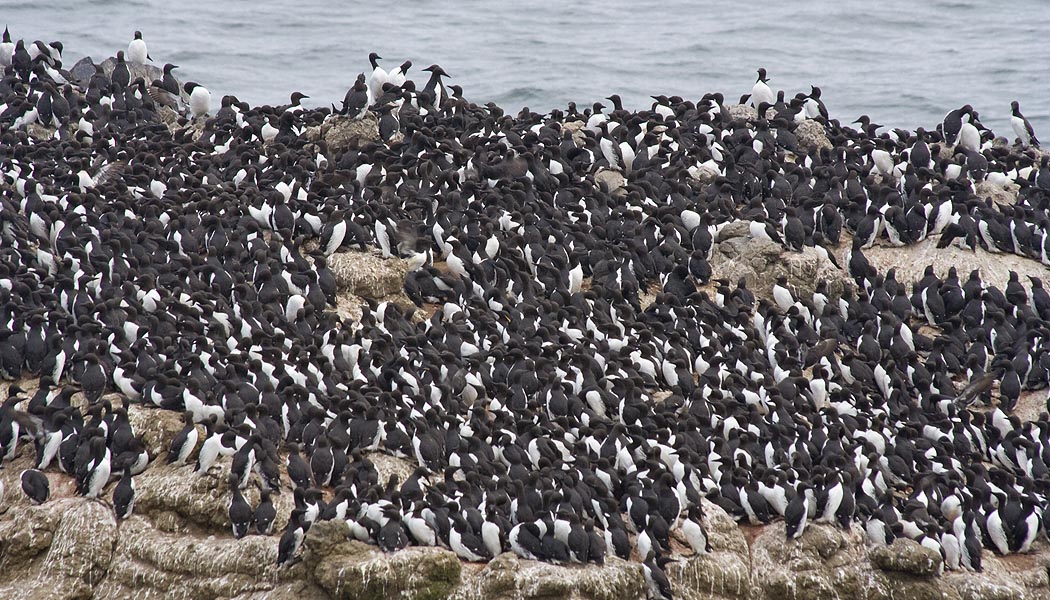 Quite a Crowd