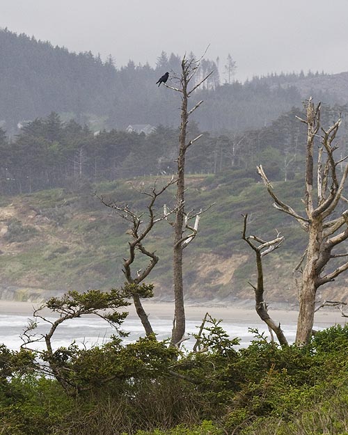 Raven on a Perch