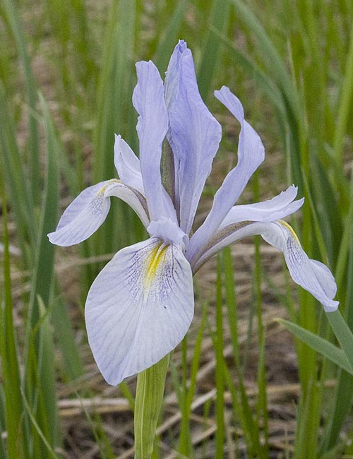 Wild Iris