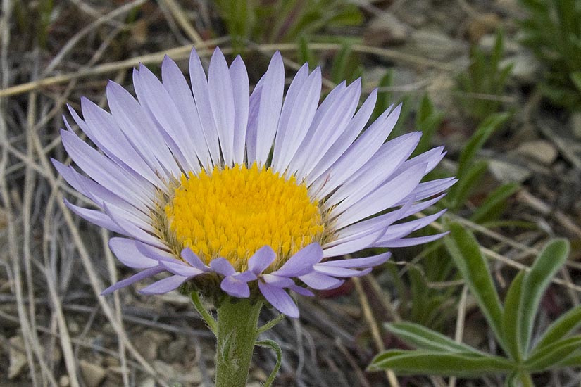 Purple Daisy-like Flower