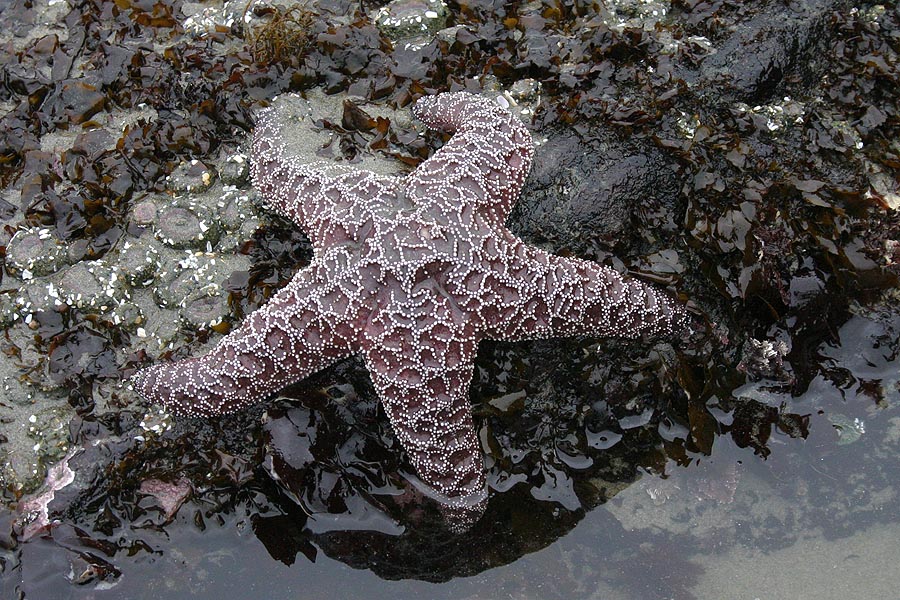 Purple Sea Star 