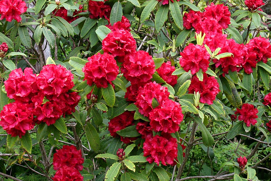 Red Rhododendrons
