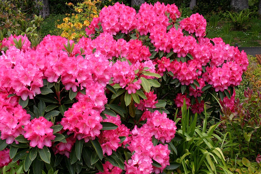 One Final Gorgeous Rhododendron