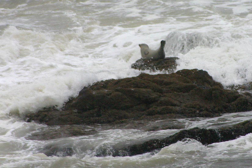 Seal on a Rock