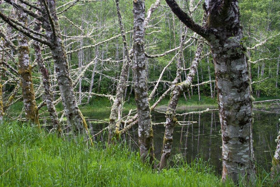 Mossy Trees
