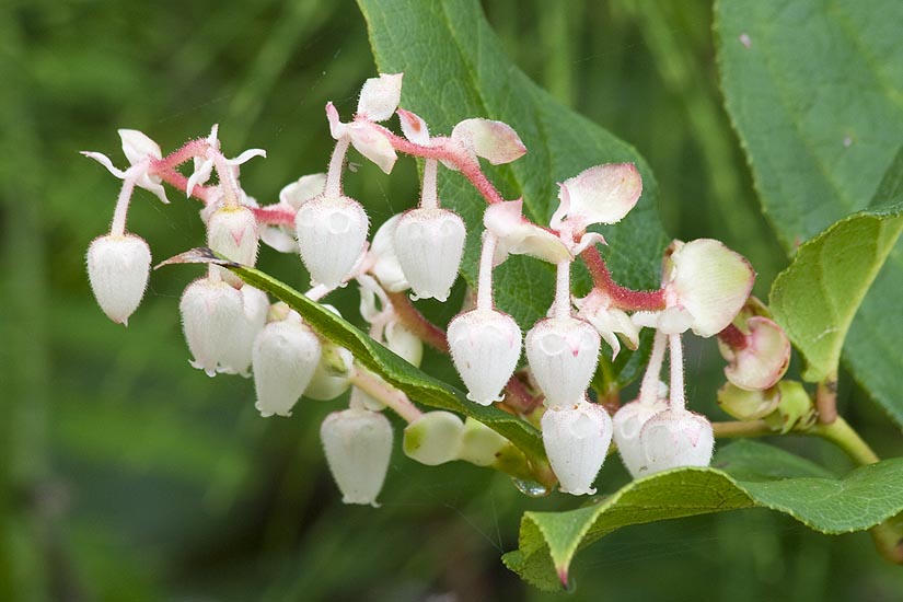 Fuzzy Berry Blossoms